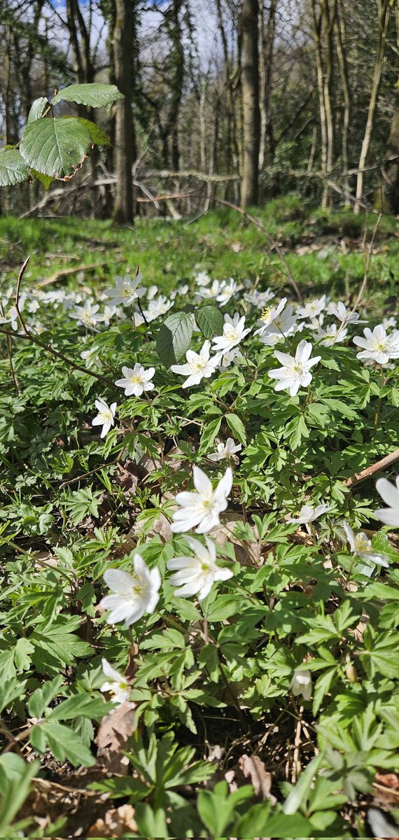 Customdiver's tweet image. Love the early spring flowers in the woods.