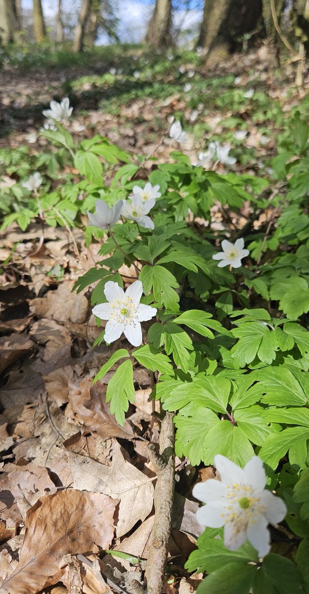 Customdiver's tweet image. Love the early spring flowers in the woods.