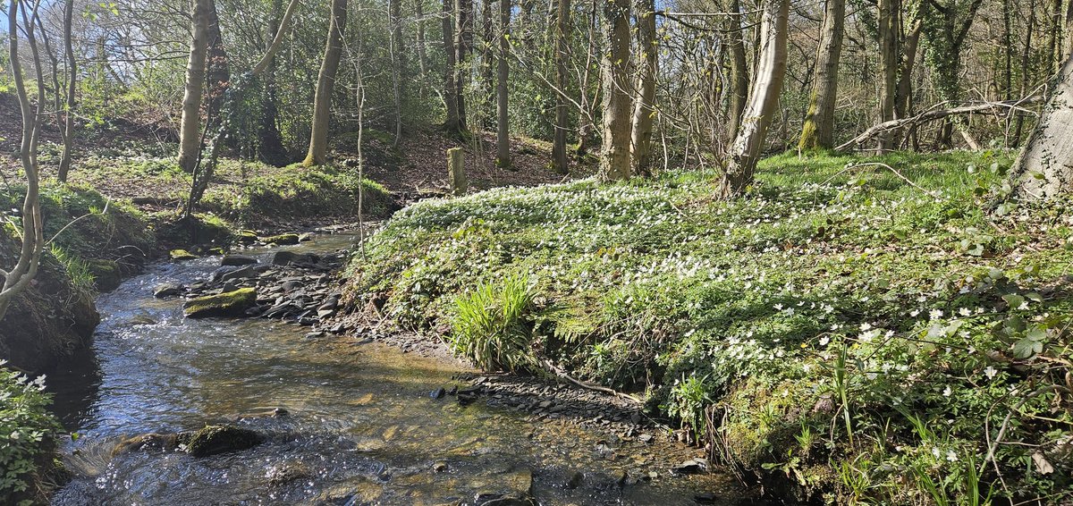 Customdiver's tweet image. Love the early spring flowers in the woods.