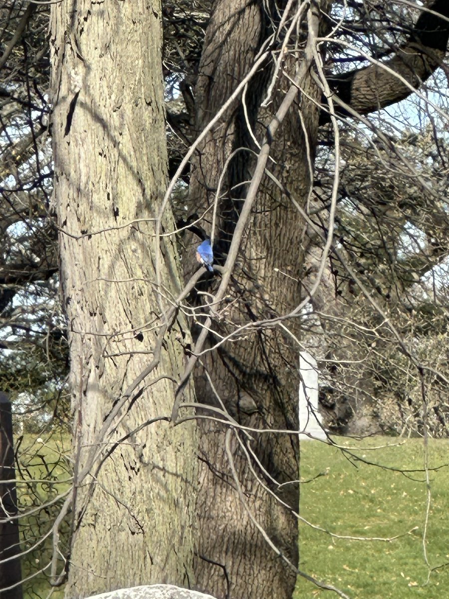 Sam Gebauer (@radiohammy) on Twitter photo Male and female eastern bluebirds in green-wood at (40.6507941, -73.9946898) (my SD card broke but here’s a blurry picture) <a href="/BirdBrklyn/">Brooklyn Bird Alert</a> Male and female eastern bluebirds in green-wood at (40.6507941, -73.9946898) (my SD card broke but here’s a blurry picture) <a href="/BirdBrklyn/">Brooklyn Bird Alert</a>