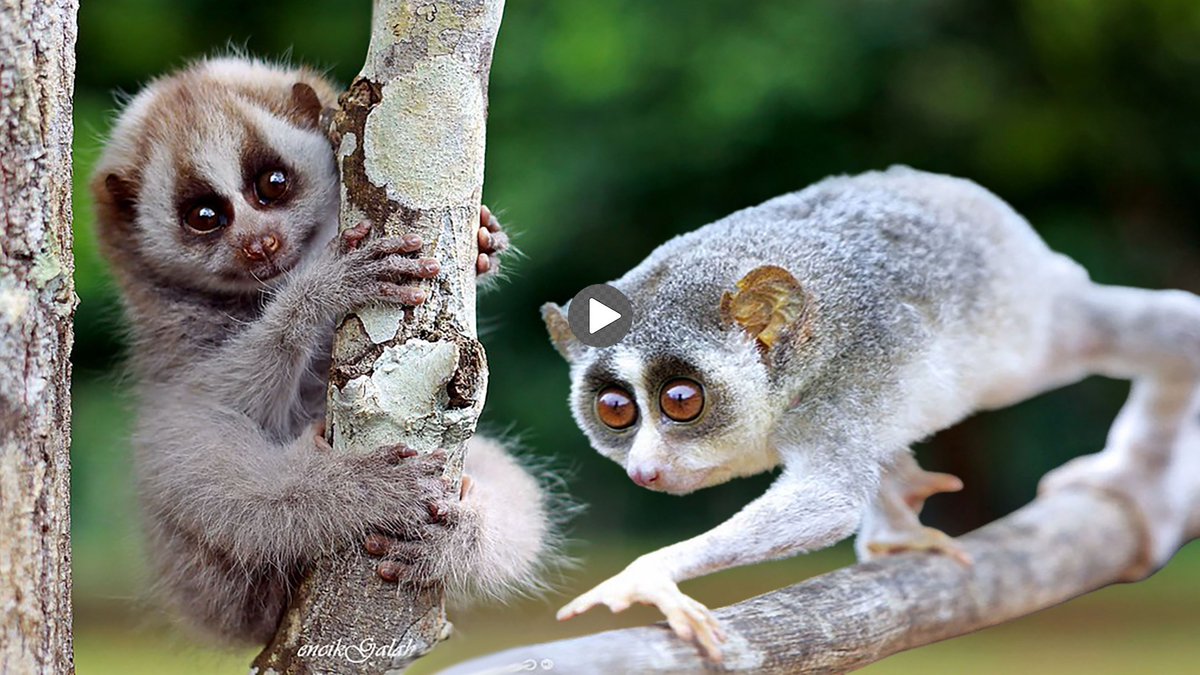 The Best Stunning Beautiful Animols Video। rumble.com/v4mfnyu-the-be…