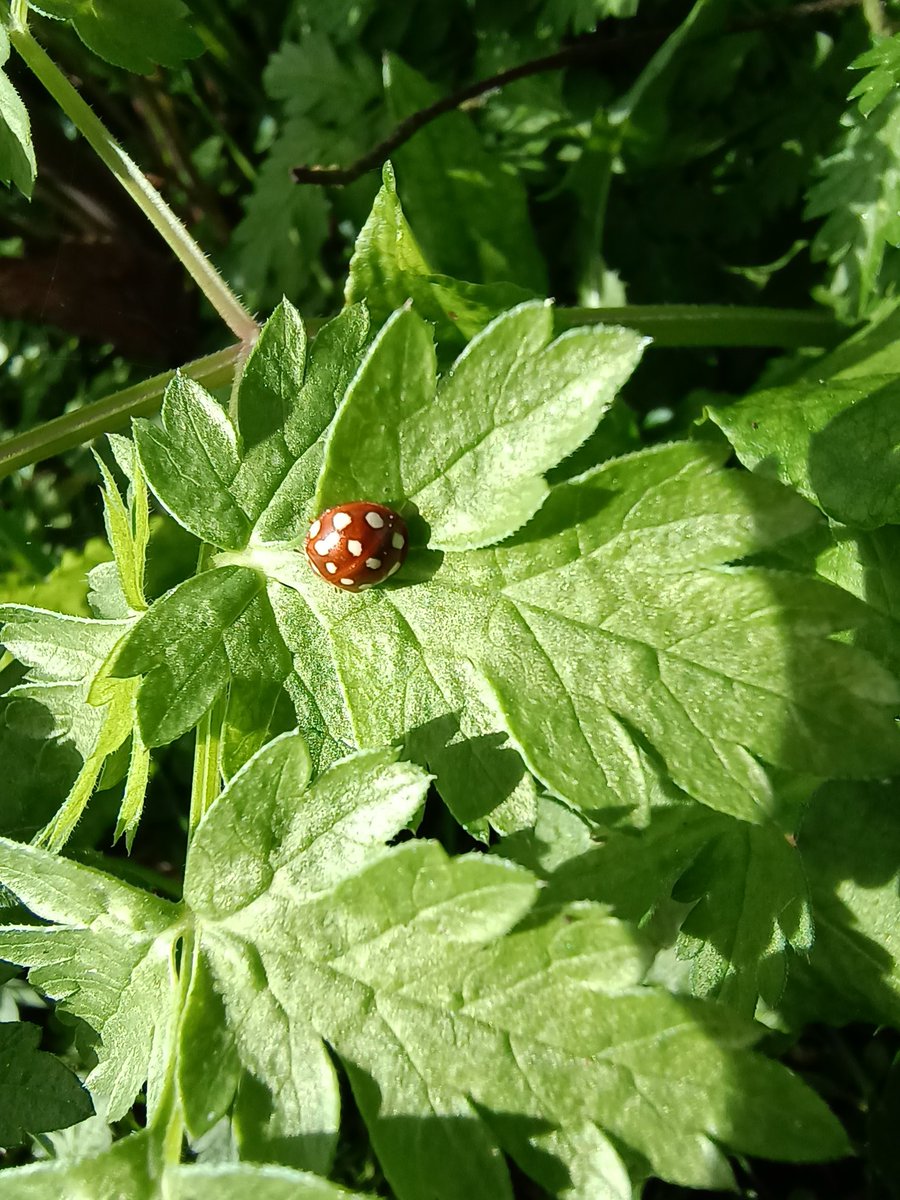 A couple of the smaller inhabitants of @NTDyrhamPark spotted today 🐝🐞