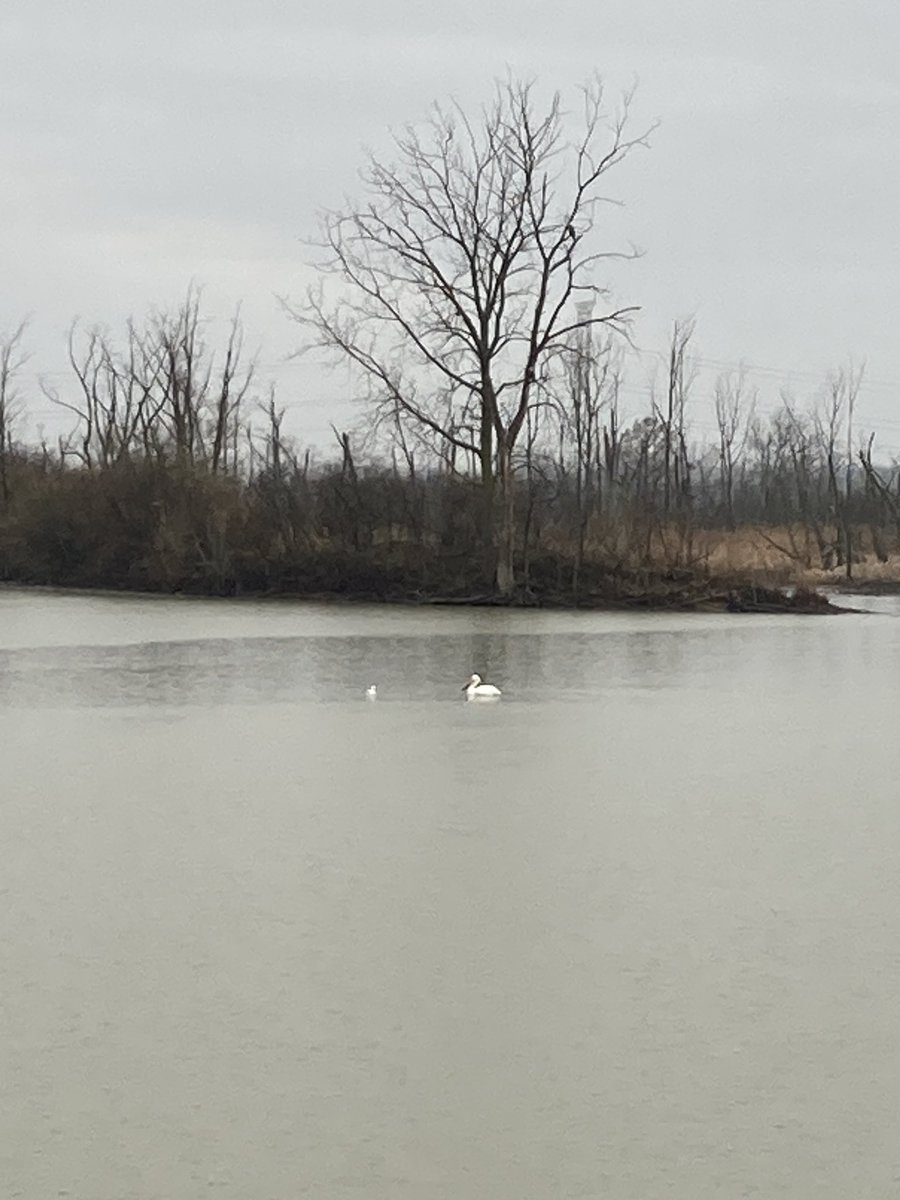 Bad iphone pic of a white pelican on Mud Creek Bay this morning. It was chillin’ with some seagulls. So cool!