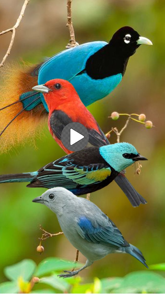 Bird and animal is beautiful creature on our planet। Nature And Wildlife Video rumble.com/v4lvj5h-bird-a…