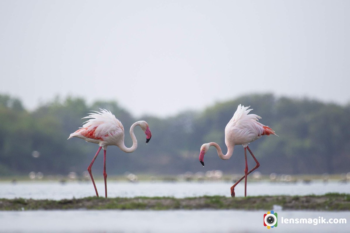 Greater Flamingo bit.ly/3RQPmti Migratory birds #greaterflamingo #flamingobird #flamingo #migratorybirds #birdsofGujarat #tholbirdsanctuary #birdsanctuarygujarat #wildlifesanctuaryindia #birdphotography #aboutflamingobirds #flamingomigration