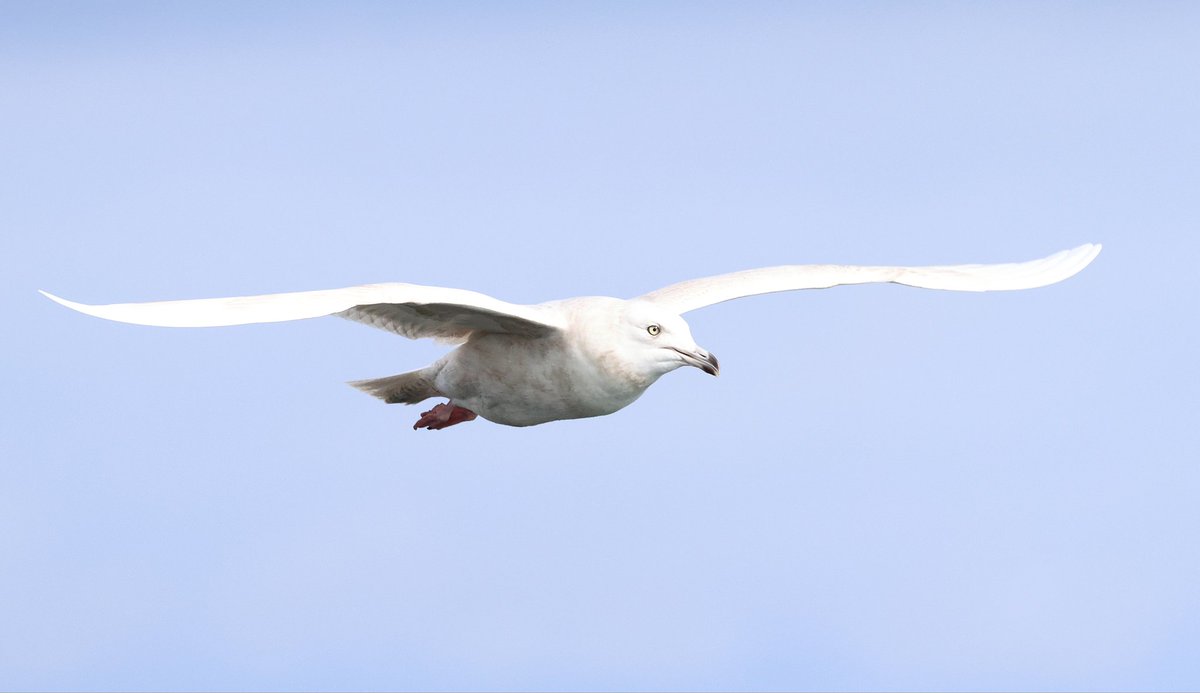 Iceland Gull showing well for the price of a loaf of Hovis in Lerwick.