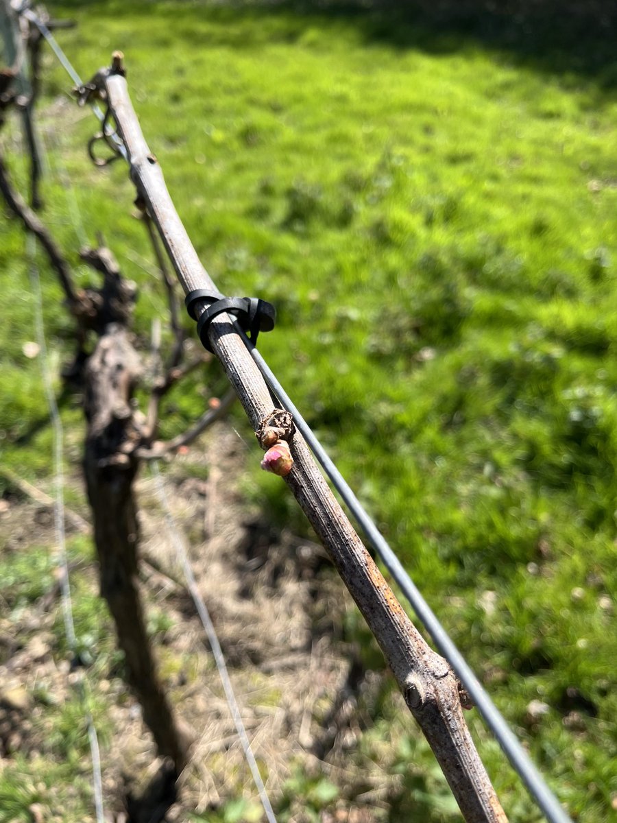 OffTheLine tweet media