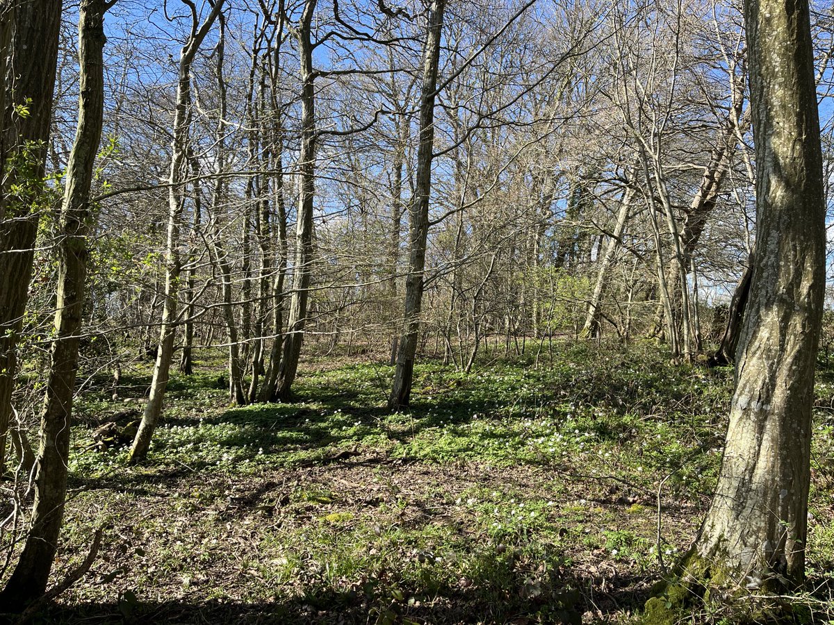 OffTheLine tweet media