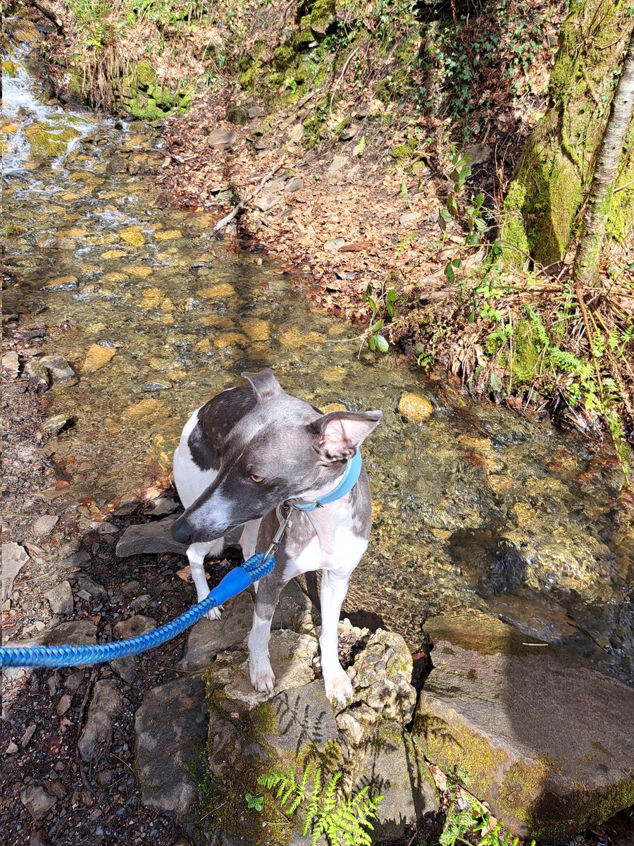 Local walk with Dad and Rafa earlier. #Neath #Rafathewhippet #dogsoftwitter