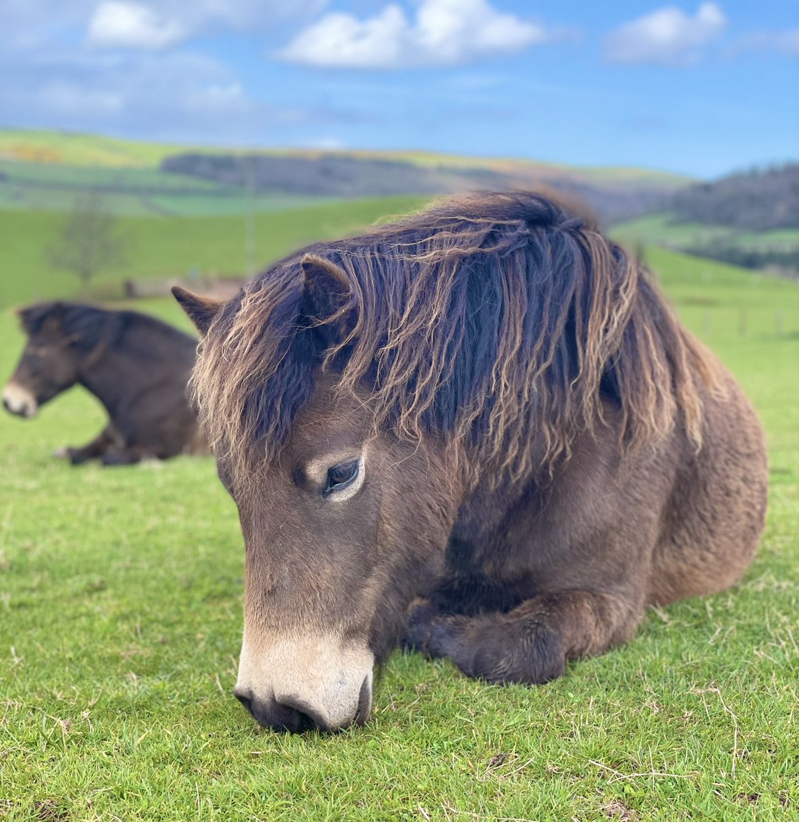 Exmoors relaxing and enjoying the sunshine today 💚❤️ #exmoorponyproject @ExmoorNP @ExmoorNPCs @ExmoorwithJack @RBSTrarebreeds @aponyhour @NTSouthWest @visitexmoor @ExmoorMagazine