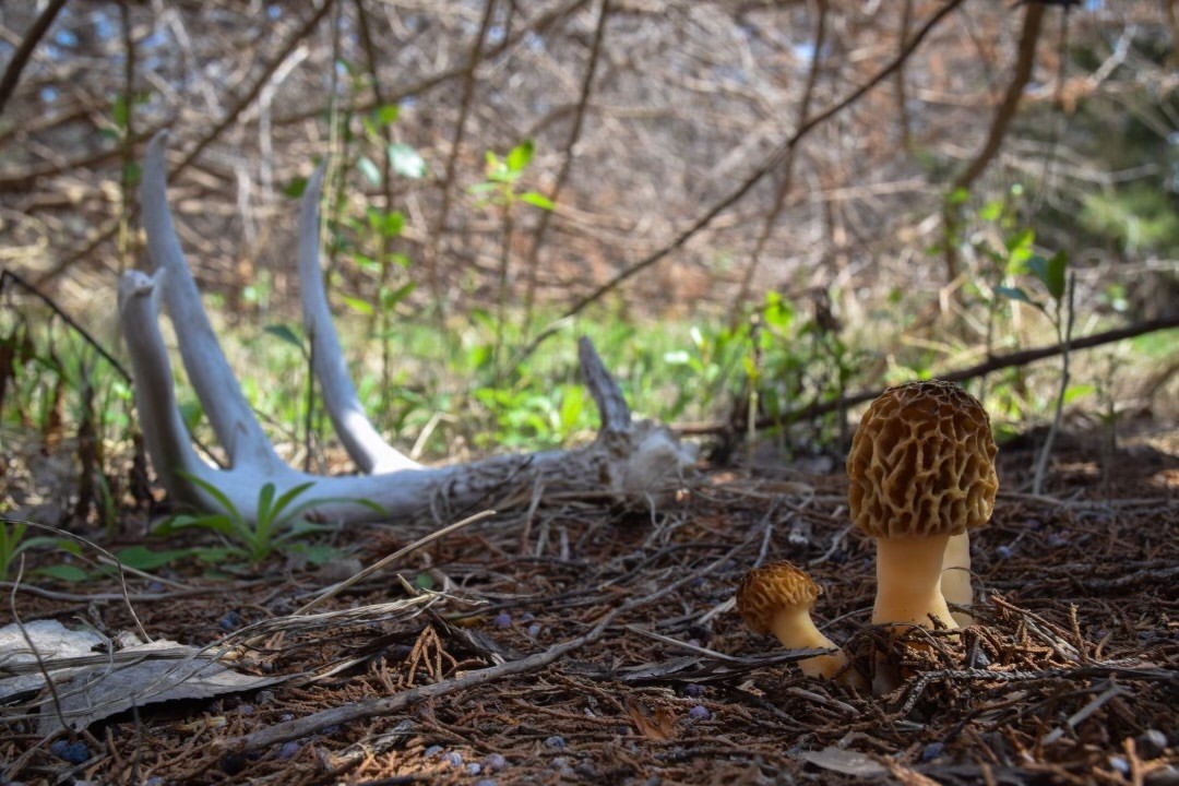 BassProShops's tweet image. You can only pick one... Morel's or Sheds?