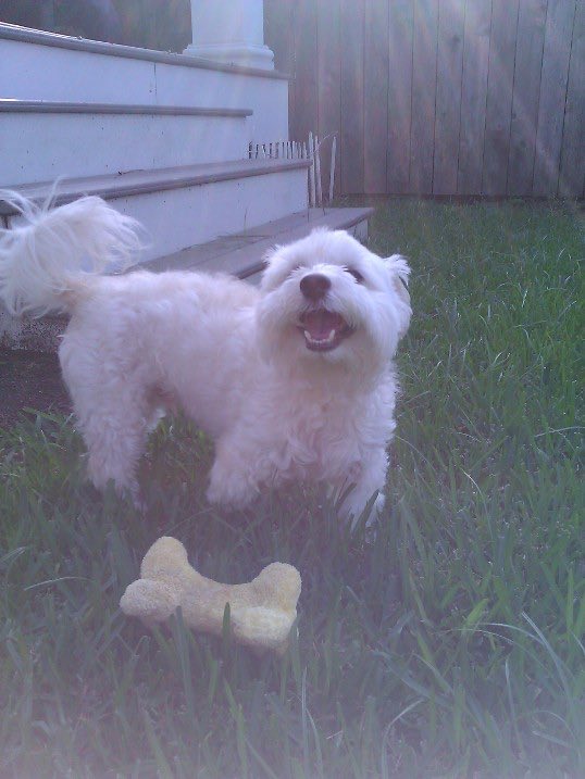 😃👍A trip down memory lane, palz! 💕💙Momma found deze pics fwom 2013 of 😇Angel Toby (age 13 here) wif his fave squeaky toy, playing & sharing it wif me (age 7 here) in da backyard🦴😍 He waz her 1st pup & she got him while at college in 2000! Me came in 2010 when me waz 4!🐶