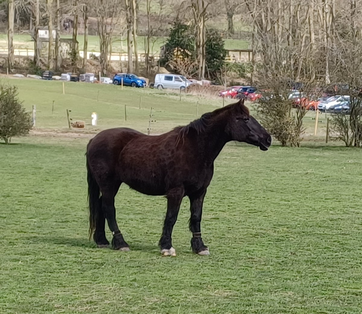 What a lovely Easter treat! A wonderful walk around @manechance with delicious tea and crumpets afterwards. Thank you to all the staff, volunteers and @springmeister for making it possible for us to be able to see the fantastic horses. @Kmbrow