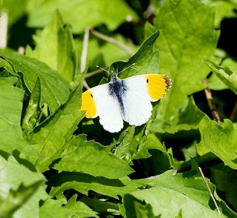 Always a highlight of the Spring,our first Orange Tip in the garden this morning @BCSomerset