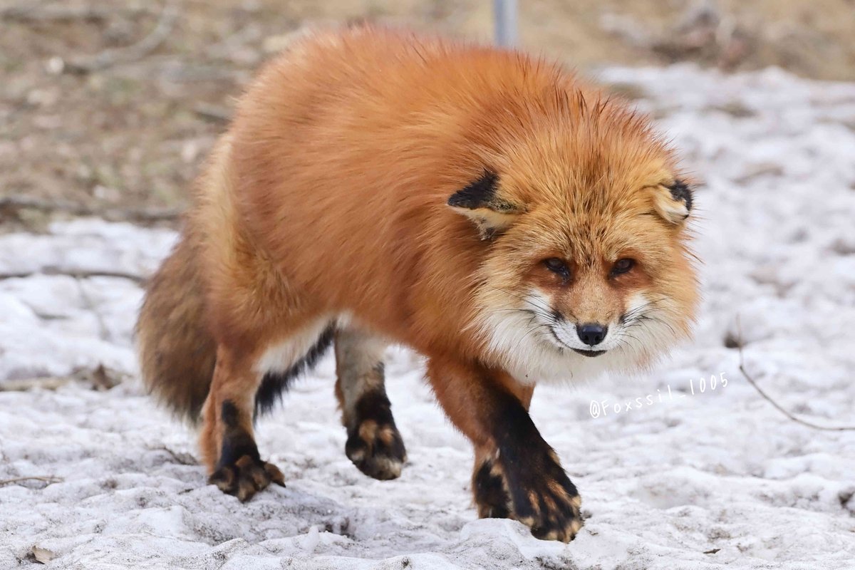 A：殿堂入りおきつね】 とことこ垂れ耳ちゃん 📸：2024/02/03 #蔵王