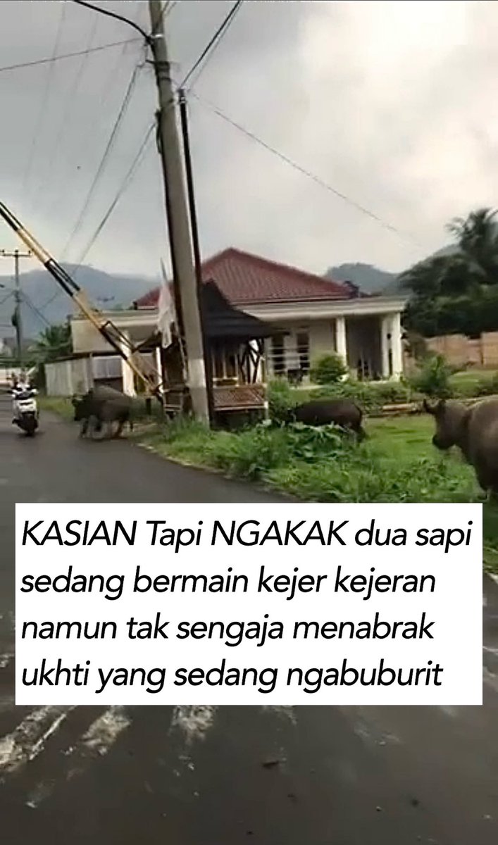 moodsXid's tweet photo. Maaf banget mbak tapi ngakak😭

Mana sapi nya kek merasa bersalah gitu.. https://t.co/VwFe873oVH