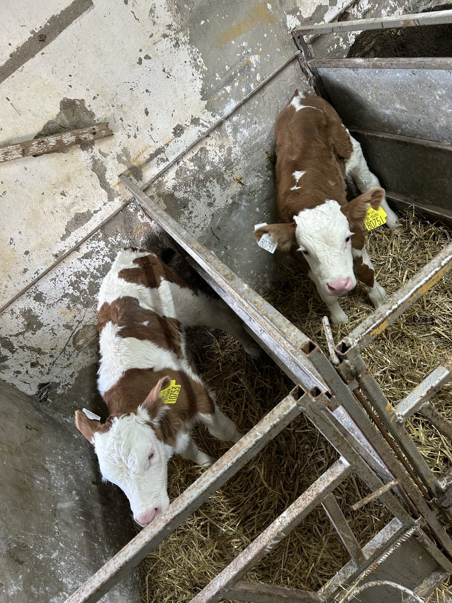 9 Friesian heifer calves for sale. All calves are genotyped and out of first, second and third lactation cows. Ebi average of calves is €258. Will also have SIX bull calves for sale in the next few weeks⭐️ #calving2024 #springcalving #teamdairy #dairybeef