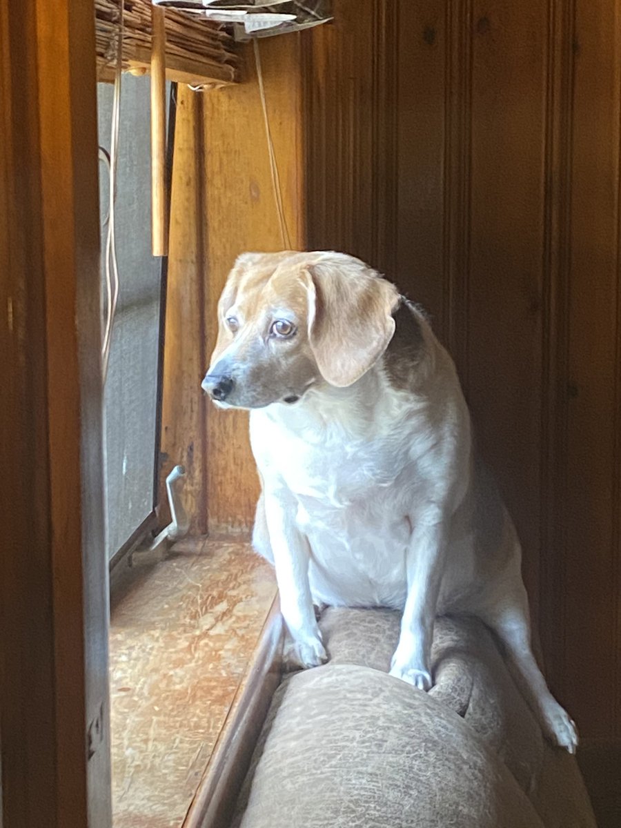 Keeping a watchful eye out while hanging out in the cabin. #abeagleslife #CookForest