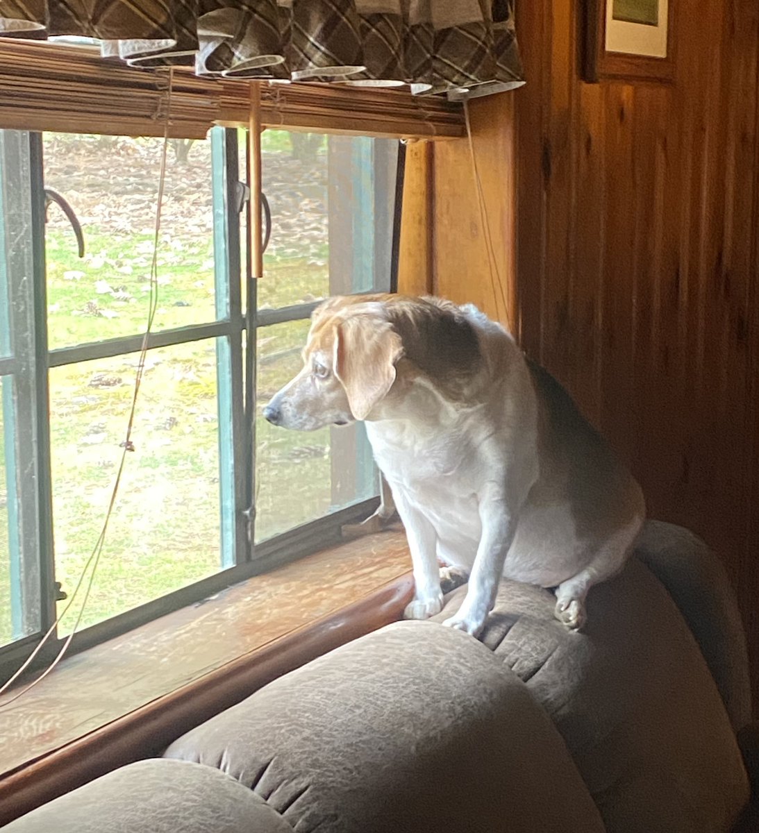 TonyMel13027869's tweet image. Keeping a watchful eye out while hanging out in the cabin. #abeagleslife #CookForest