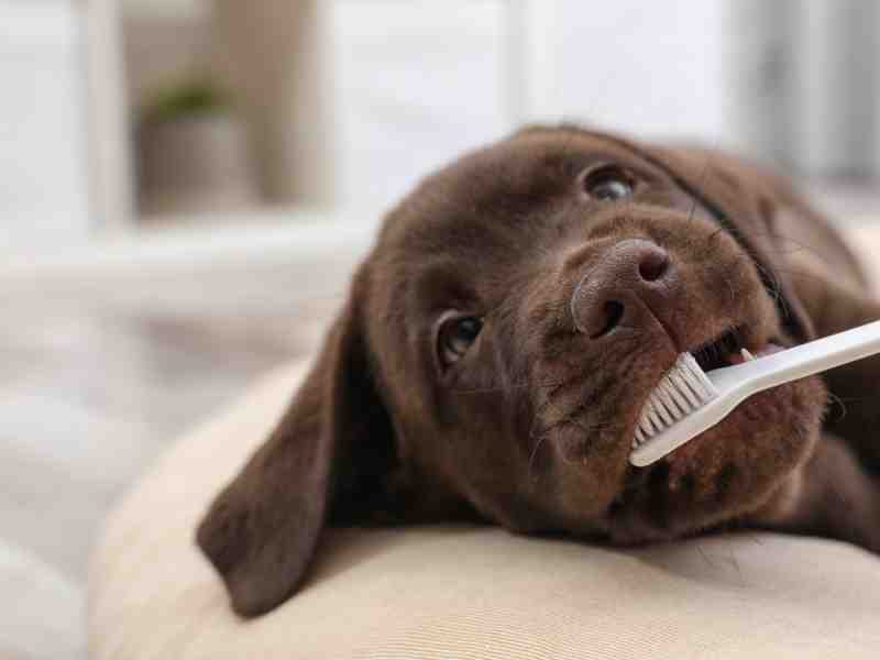 BerniesBest's tweet photo. Periodontal disease in dogs can be serious, but there are some strategies you can use that may help prevent that pain!
#DogOralHealth #CharmingChompers #DogTeeth #DogGingivitis #DogPeriodontalDisease #DogToothBrush #BerniesBest
https://t.co/N3fhMjltMO https://t.co/MxzuBWG8xw