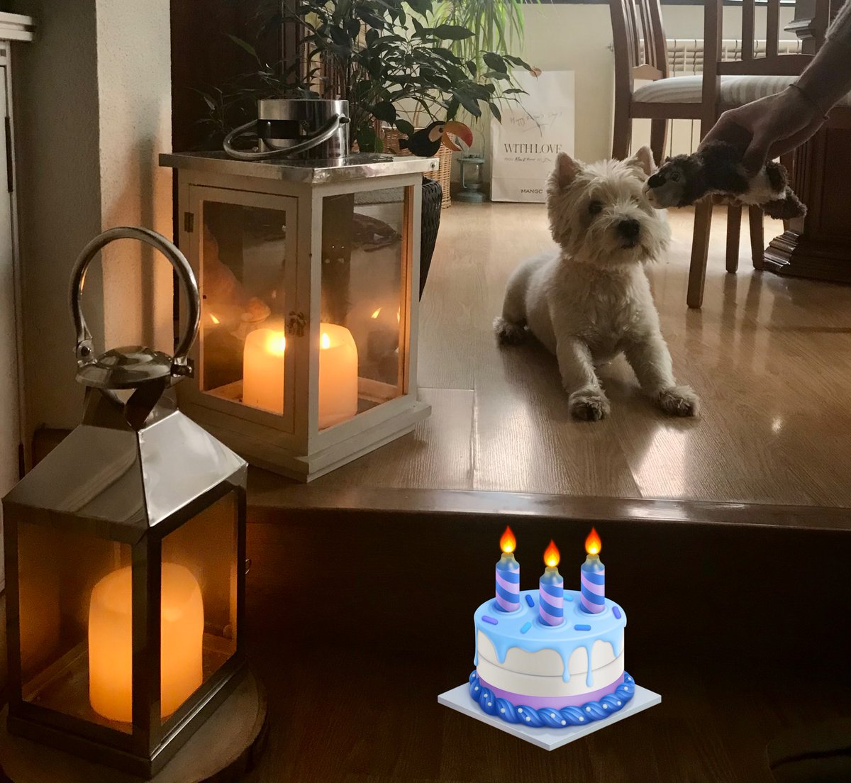 anillacalamar's tweet photo. Feliz 12 cumpleaños 🎁 🎈🎂#FelizFinde #westie https://t.co/dWmvuBJpW4