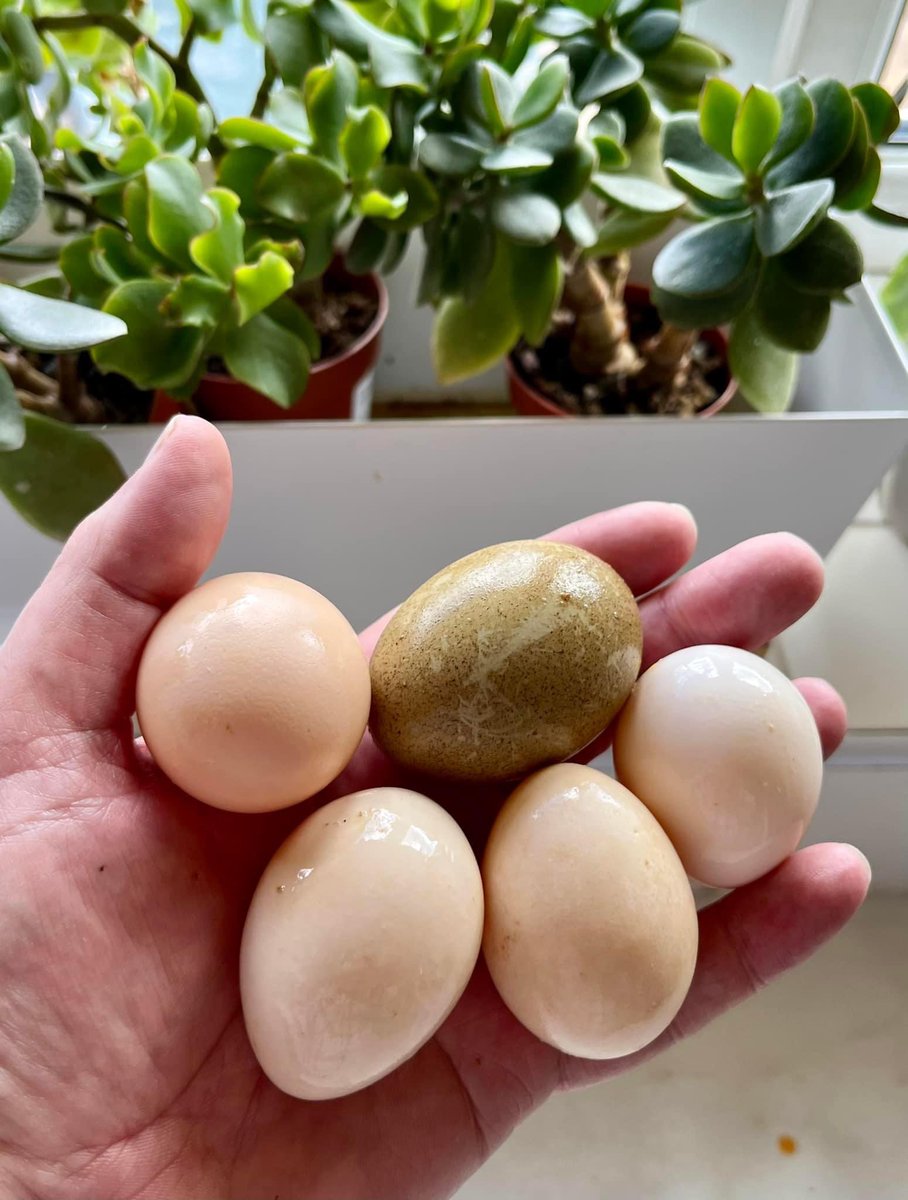Lewis Dr Chicken tweet media