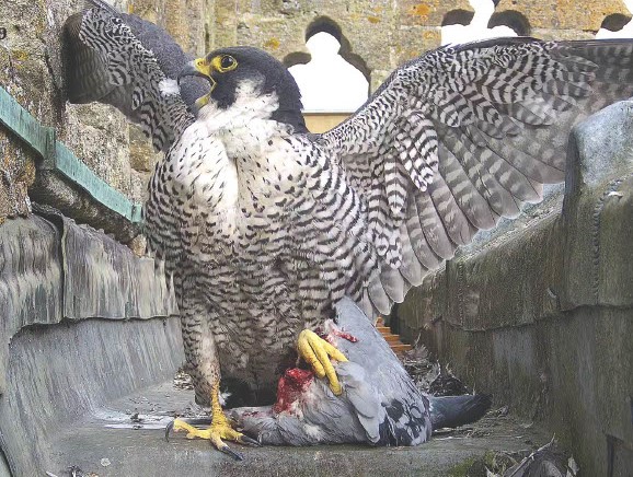 Evesham Bell Tower #Peregrine link;

youtu.be/CXMOFXCt8ns