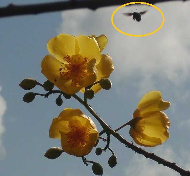 La NATURA en su HÁBITAT
Botuto o Carnestolendo (Cochlospermum vitifolium) árbol de una floración hermosísima que por su rápido crecimiento coloniza diversos espacios en Ecosistemas Seco-Tropicales
Pueden observar el eventual polinizador muy frecuente en Bosque Seco Tropical (der)