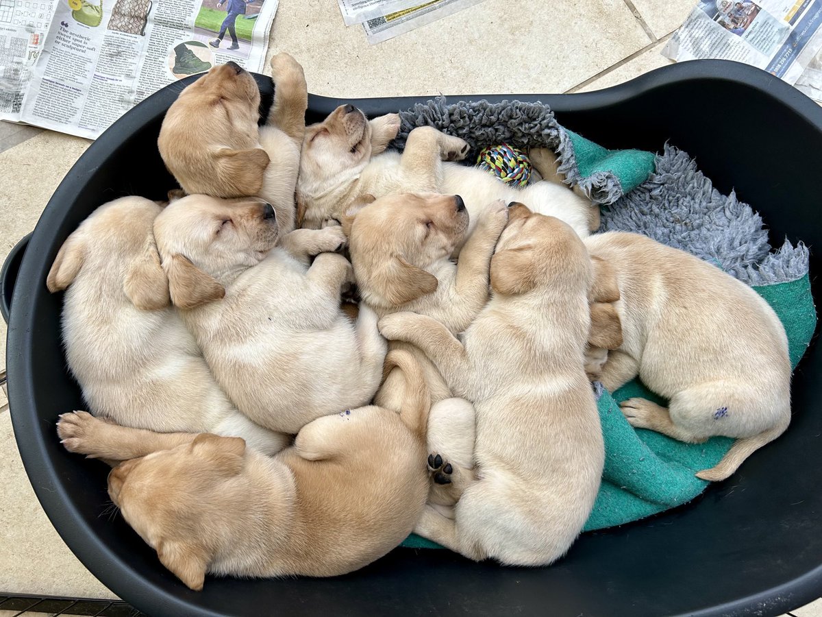 A pile of pups.