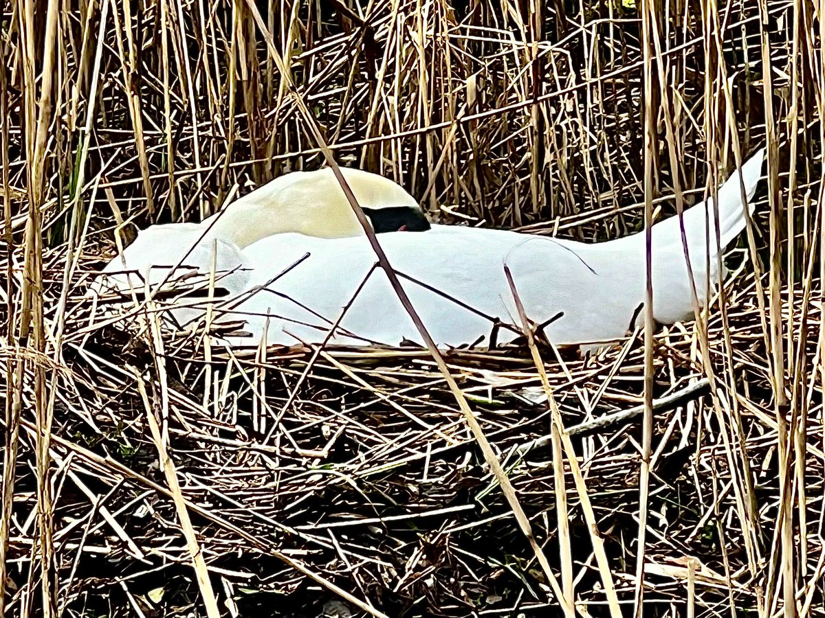 LouisHenrysson's tweet photo. Lady Swan snoozing on the new nest I’ve constructed for her…
#BasicNestArchitecture #Faeryland #Grasmere #LakeDistrict #Swan
@faerymere @ThePhotoHour https://t.co/GXG7jHSr3z
