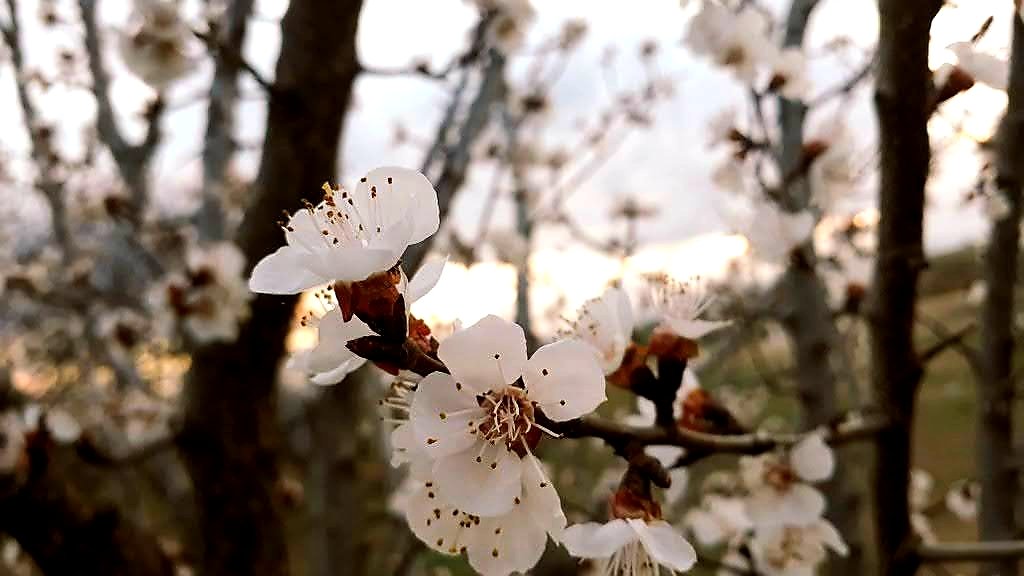 Bahar gelmeden açan çiçekler...