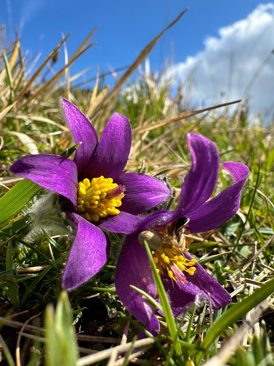 Cor, look at these absolute stunners 😍 Pasqueflowers, the flowers of Easter, blooming right on time! I’ve never seen them before so really happy to have spotted them (hadn’t realised a spider was catching a bee in one tho!). Happy Easter all! #hartslock @BBOWT @WildlifeTrusts