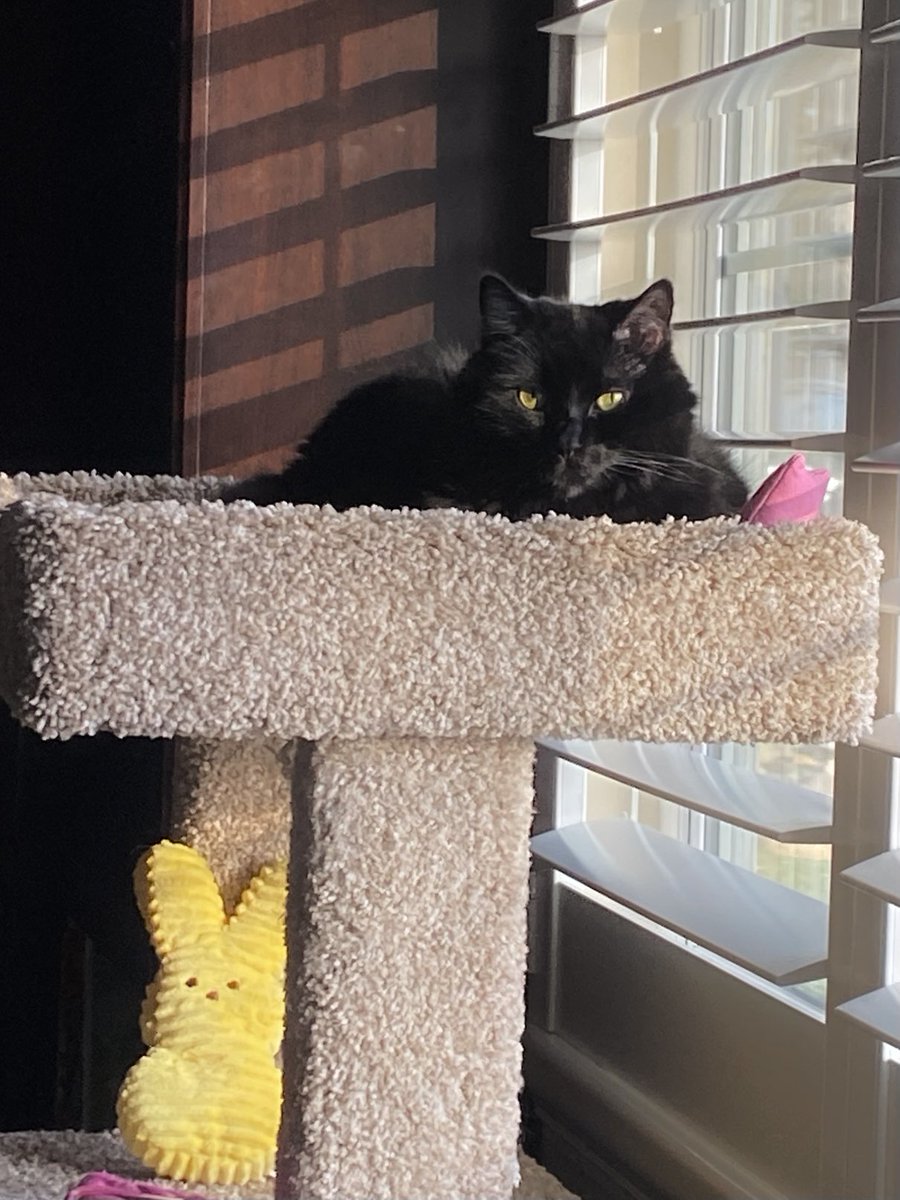 🖤🐈‍⬛ Black panfur Sabrina protecting
          the 💛🐣🐰 below. It’s a very
          important job, & she takes it 
          serious as you see.🖤🐈‍⬛

#CatsOfTwitter #CatsOfX #BlackCats #Cats #CatPeople #CatLovers