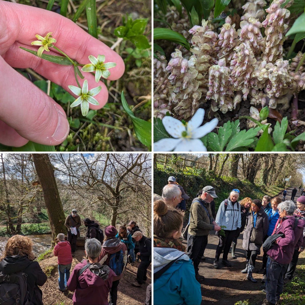 Exquisite weather for the next installment of our @NENature_ 'Botanists Year' course. An amazing array of woodland flowers on display at Morpeth including Toothwort and Yellow Star-of-Bethlehem 😁🌱 #botany #wildflowers