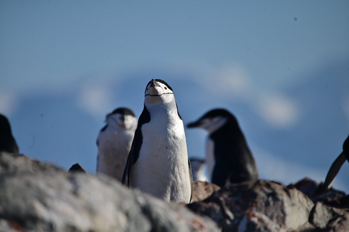 Right at the end of the #Antarctic summer &amp; chinstrap #penguins enjoy vestiges of daylight 
<a href="/ae_expeditions/">AE Expeditions Agents & Partners</a>