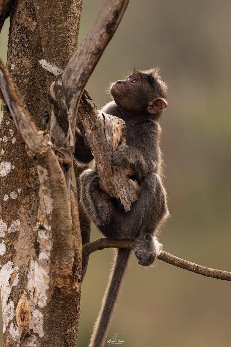 Can you guess the species? #wildlifephotography #wildlife