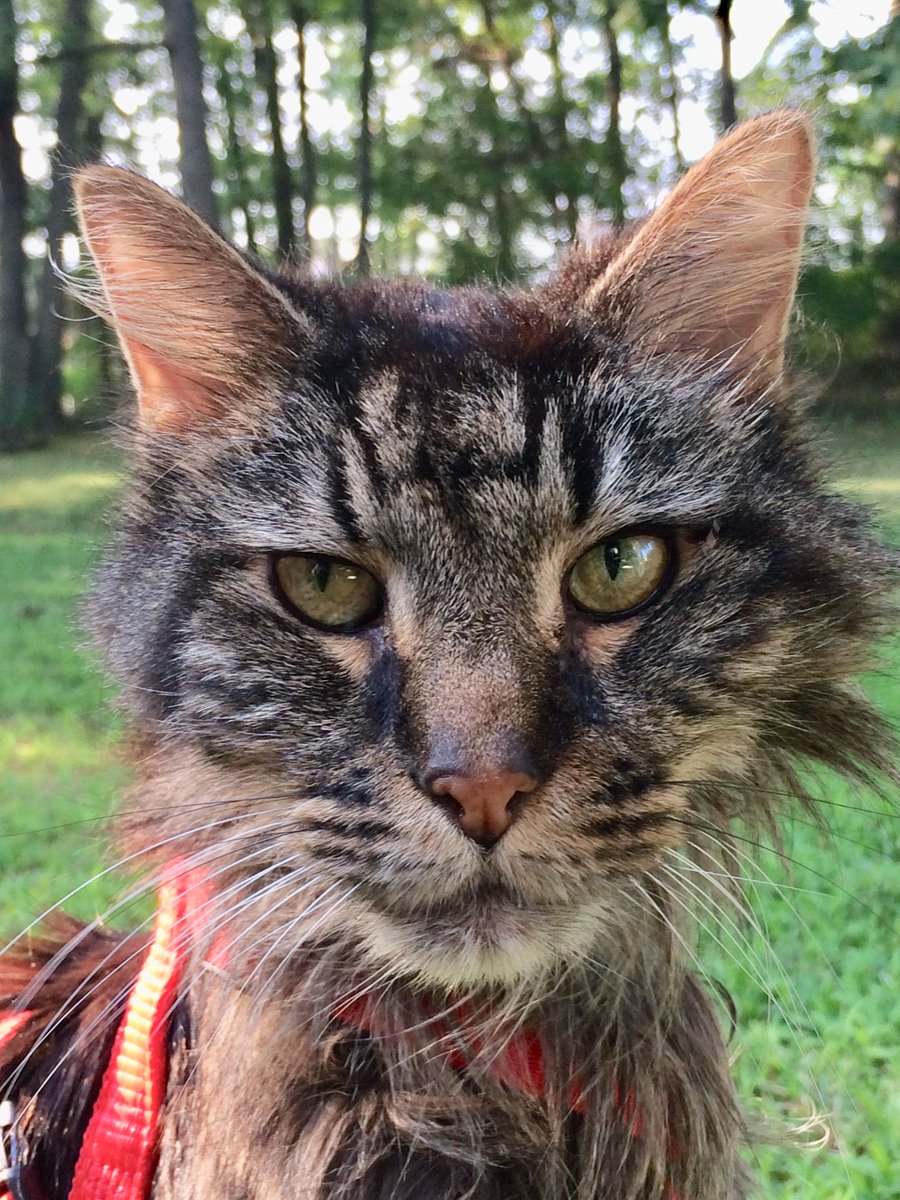 CompanionBridge's tweet image. Bernie needs hip surgery and Dad is out of funds.  Please read and share Dads story and this post. Any help is greatly appreciated.
companionbridge.org/ourstory/berni…