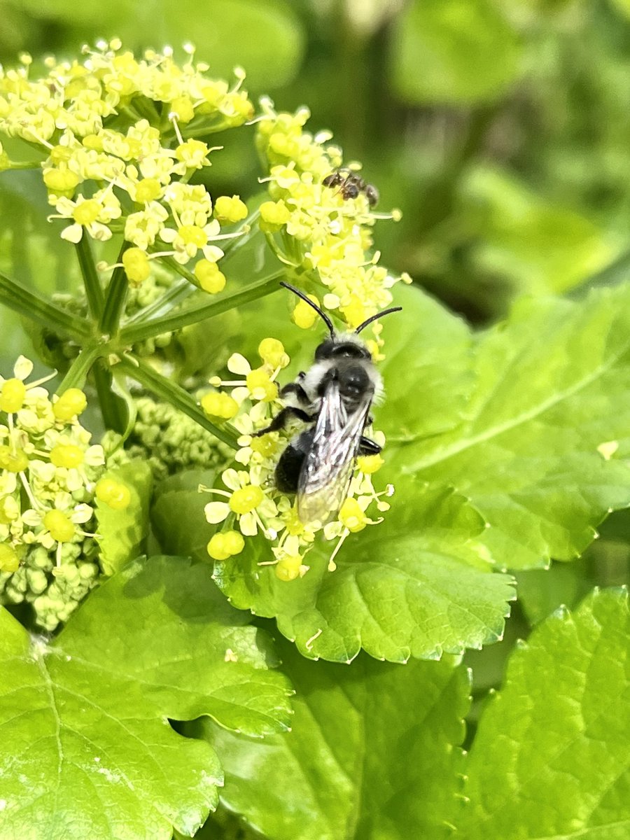 Absolute #SolitaryBee paradise amongst the ‘Thanet Celery’ whilst walking the dog along Botany Bay/Foreness Point Meadow this morning. Ashy Mining Bee, Andrena Cineraria #Pollinators