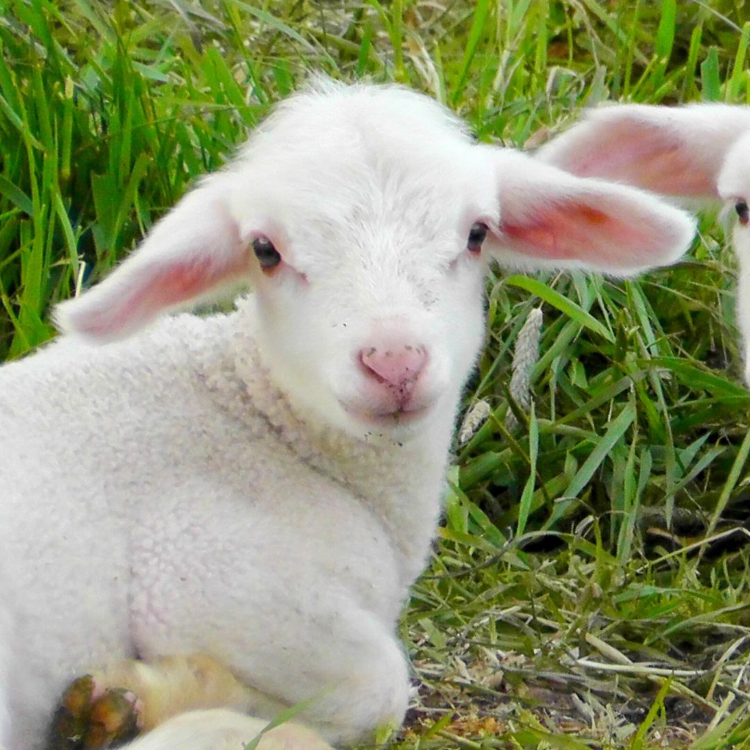 If people could see the face of the lamb they’re planning to eat for #Easter dinner, would they still eat her? 🥺 #MakeTheConnection