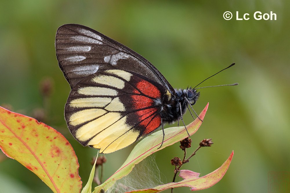 climateaidil's tweet photo. Did you know that our butterflies have their own unique Malay names! 

The Smaller Wood Nymph is locally known as Rimau Bidadari Kecil, the Malayan Jezebel is Penggoda Malaya, the Leopard Lacewing is Sayaprenda Rimau-bintang &amp; the Blue Pansy is Pesolek Biru. 🦋✨ https://t.co/WsRmGQ28EF