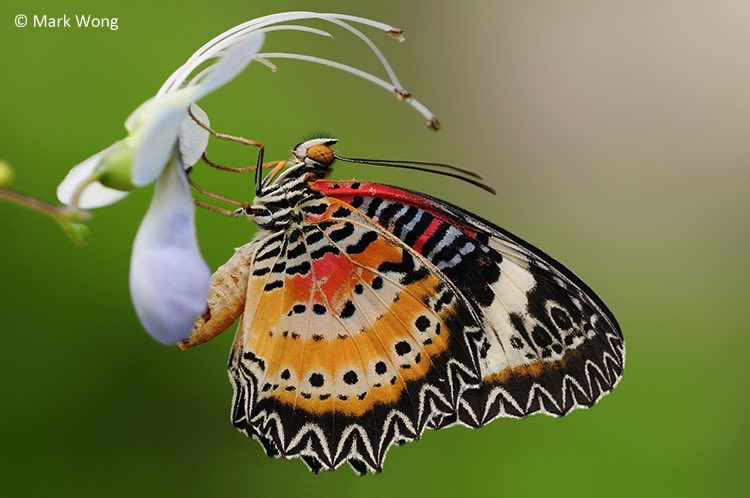 climateaidil's tweet photo. Did you know that our butterflies have their own unique Malay names! 

The Smaller Wood Nymph is locally known as Rimau Bidadari Kecil, the Malayan Jezebel is Penggoda Malaya, the Leopard Lacewing is Sayaprenda Rimau-bintang &amp; the Blue Pansy is Pesolek Biru. 🦋✨ https://t.co/WsRmGQ28EF