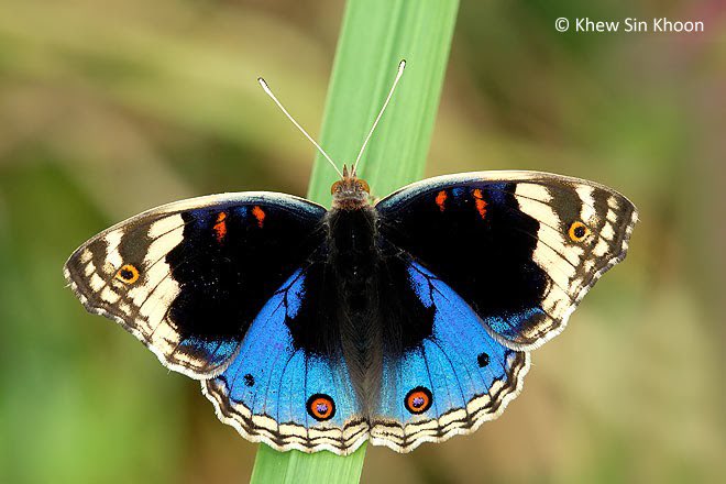 climateaidil's tweet photo. Did you know that our butterflies have their own unique Malay names! 

The Smaller Wood Nymph is locally known as Rimau Bidadari Kecil, the Malayan Jezebel is Penggoda Malaya, the Leopard Lacewing is Sayaprenda Rimau-bintang &amp; the Blue Pansy is Pesolek Biru. 🦋✨ https://t.co/WsRmGQ28EF