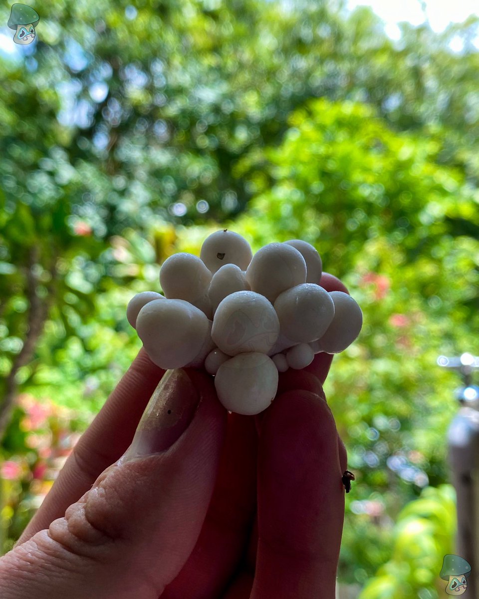 P.C Var. Nutcracker 🍄

#hongosmedicinales #bienestarnatural #saludholistica