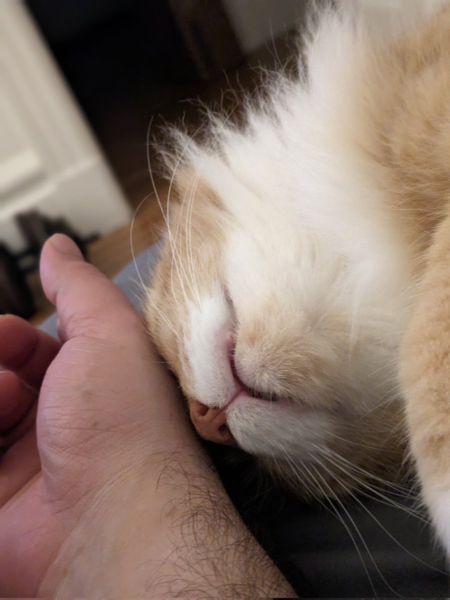 Good morning! 👑 King Derp and I are going live with Gwent in a few minutes.

 Thanks to a generous donation that came in while I was offline, we might actually reach our fundraising goal for April this weekend.

If we do, I have a special outfit ready to wear in celebration 😅🤯