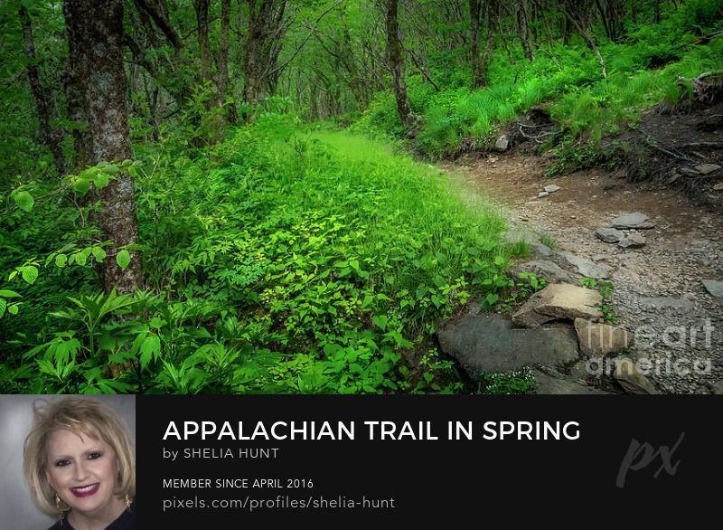 The Appalachian Trail in Western NC is one of my favorite places... Love the beautiful grasses in Spring! Prints available w/FREE SHIPPING US/Can today at buff.ly/3VxL3Zk #SheliaHuntPhotography #AppalachianTrail #hiking #BuyIntoArt