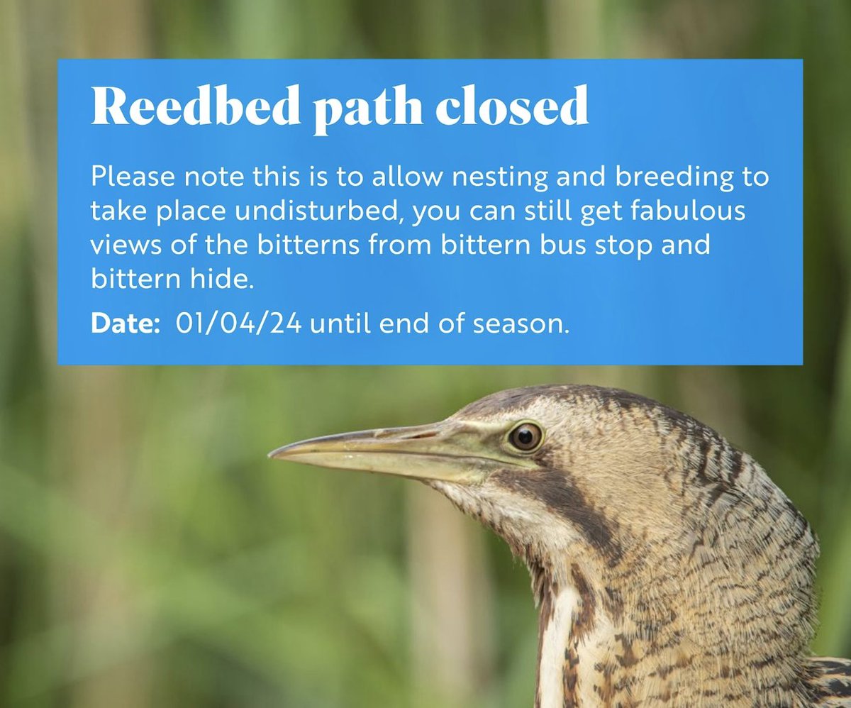 🌾Please note that from today our Reedbed path is now closed for breeding season. This is to ensure that the birds that are sensitive to disturbance, such as Marsh Harriers and Bitterns, will not abandon their nest. Thank you for your understanding! 💚