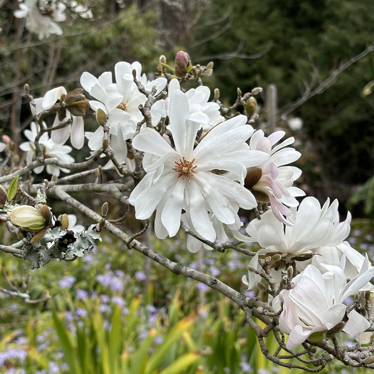 Magnolia season continues & plant photo opps are plentiful this time of year! We're open Saturday & Sunday, regular hours. Plan a visit! ow.ly/3cIr50R4AKO. Magnolia laevifolia. Star magnolia (Magnolia stellata 'Water Lily'). #magnolia #ucbg #springbreak