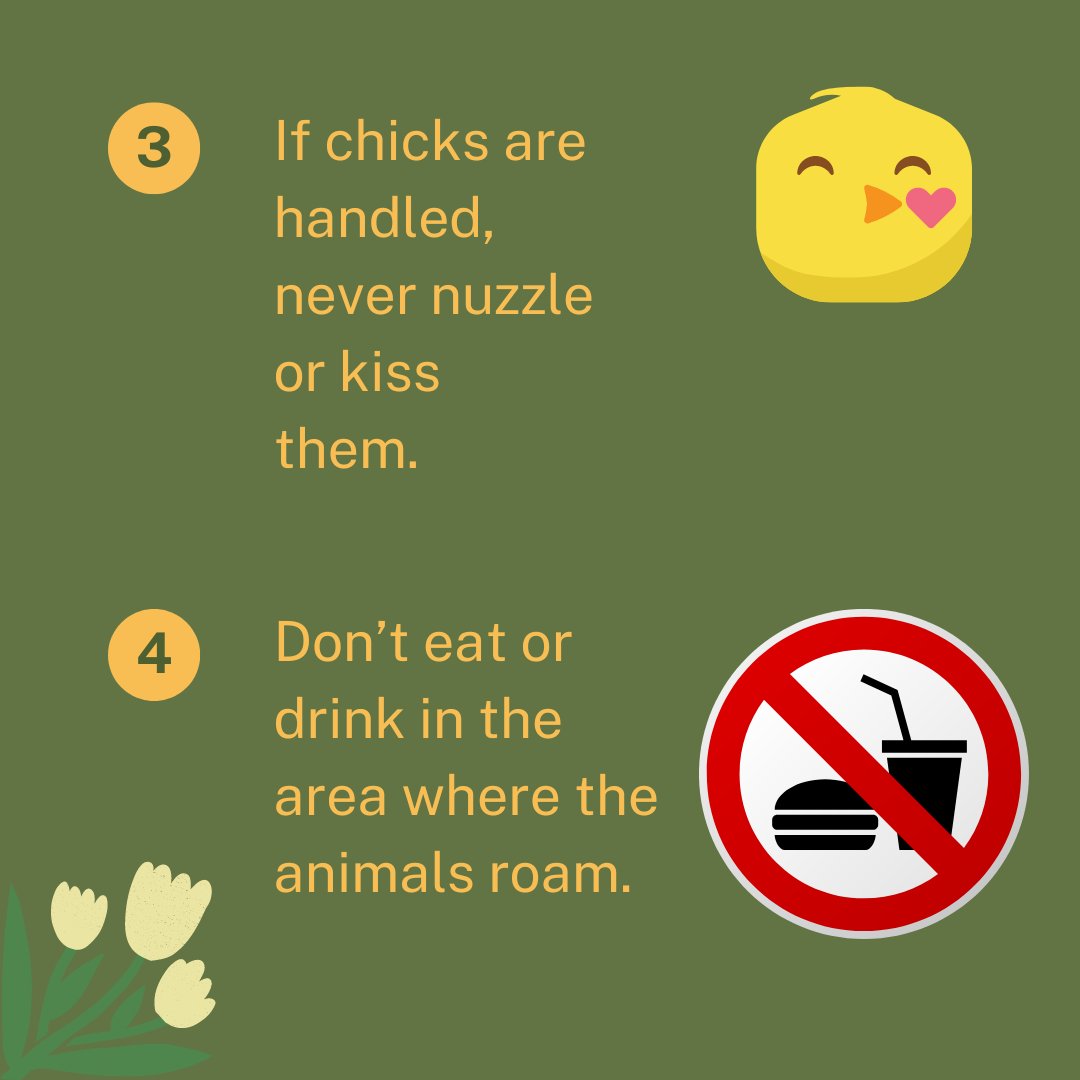 Families are celebrating the holiday this weekend. While visiting events with chicks & ducklings for petting might be tempting, health experts advise caution, as these adorable animals can carry Salmonella bacteria. Here are tips to prevent Salmonella.
