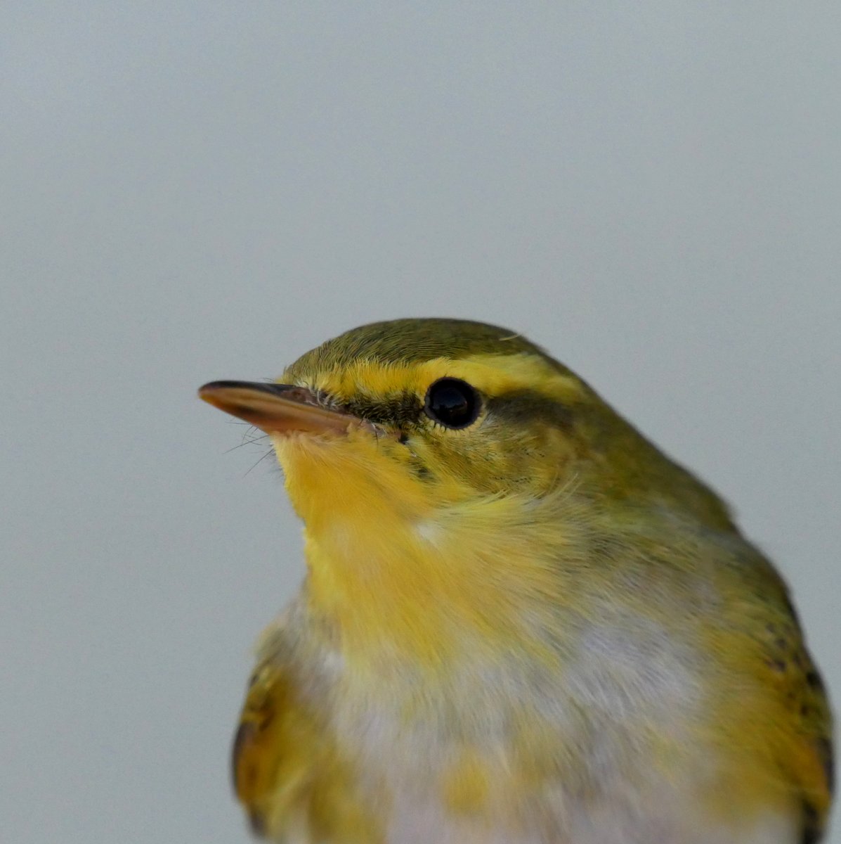 Spring 2024: Day #7 of Bird Ringing The south west winds still persists between Africa & N Med so still have few birds. 13 birds of 8 sps in total but with the 1stWood Warbler of the season. Daily totals: trektellen.nl/count/view/169…