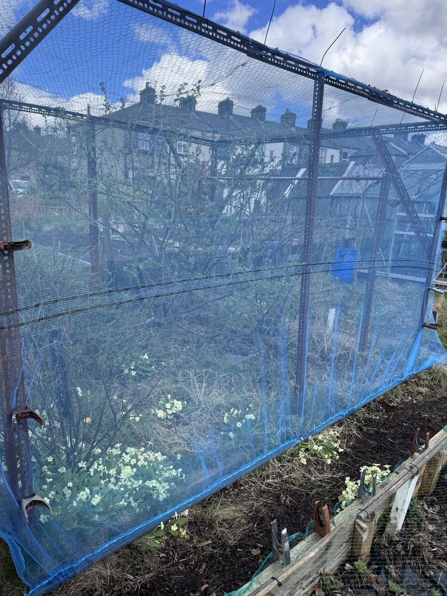 Did some sewing on ⁦<a href="/ATROBYOU/">Garry</a>⁩ allotment sewing a channel for the rail at the bottom of the fruit cage